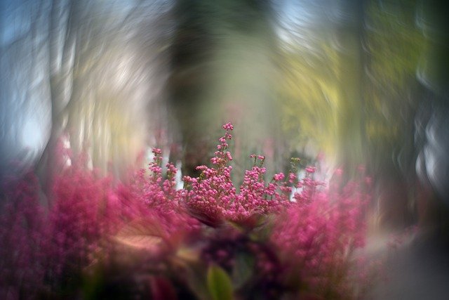 Free download heather flowers plants pink flowers free picture to be edited with GIMP free online image editor