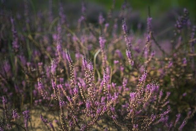 Free download heather kiwat nature flowers bloom free picture to be edited with GIMP free online image editor