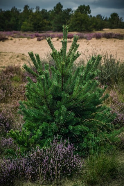 Free download heather pine sand outdoors woods free picture to be edited with GIMP free online image editor