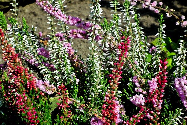 Free download Heathers Flowers Colorful -  free photo or picture to be edited with GIMP online image editor