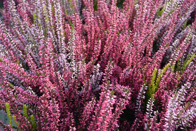 دانلود رایگان Heather Swamp Flower - عکس یا تصویر رایگان قابل ویرایش با ویرایشگر تصویر آنلاین GIMP