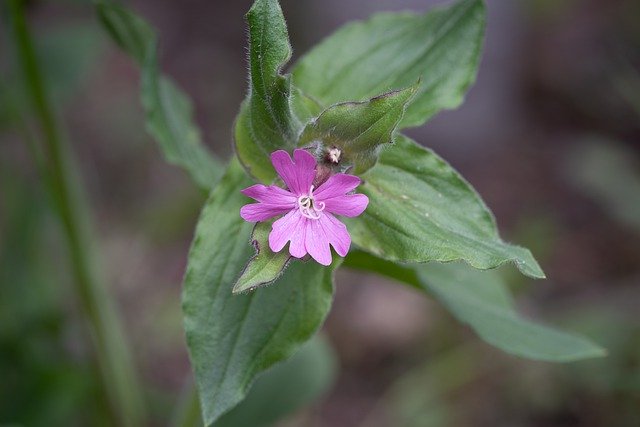 無料ダウンロードHeathOrchidPointedFlower-GIMPオンライン画像エディタで編集できる無料の写真または画像