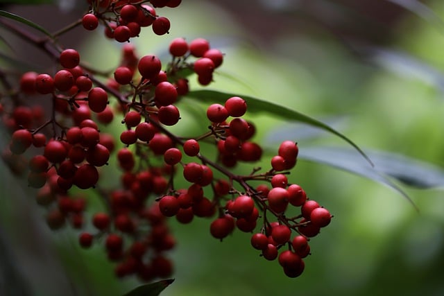 Free download heavenly bamboo nandina domestica free picture to be edited with GIMP free online image editor