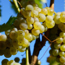 Heavy bunches of grapes  screen for extension Chrome web store in OffiDocs Chromium