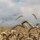 heavy ears of wheat  screen for extension Chrome web store in OffiDocs Chromium