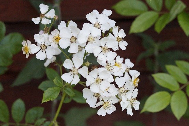 বিনামূল্যে ডাউনলোড করুন Heck Roses Plant - বিনামূল্যে ছবি বা ছবি GIMP অনলাইন ইমেজ এডিটর দিয়ে সম্পাদনা করতে হবে