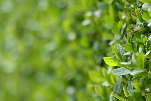 Free download hedge green leaves garden free picture to be edited with GIMP free online image editor