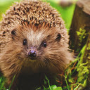Hedgehog  screen for extension Chrome web store in OffiDocs Chromium
