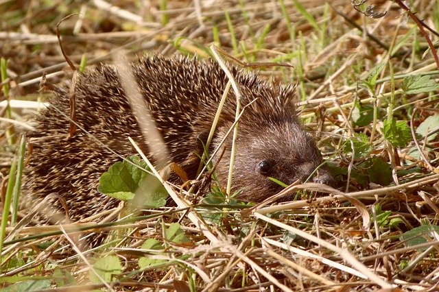 Free download Hedgehog Animal Spice -  free photo or picture to be edited with GIMP online image editor