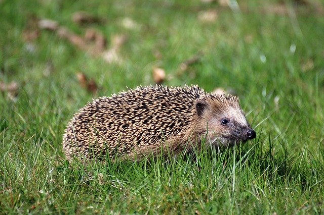 Free picture Hedgehog Animal Spur -  to be edited by GIMP free image editor by OffiDocs
