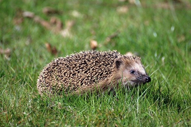 Free download Hedgehog Animal Spur -  free photo or picture to be edited with GIMP online image editor