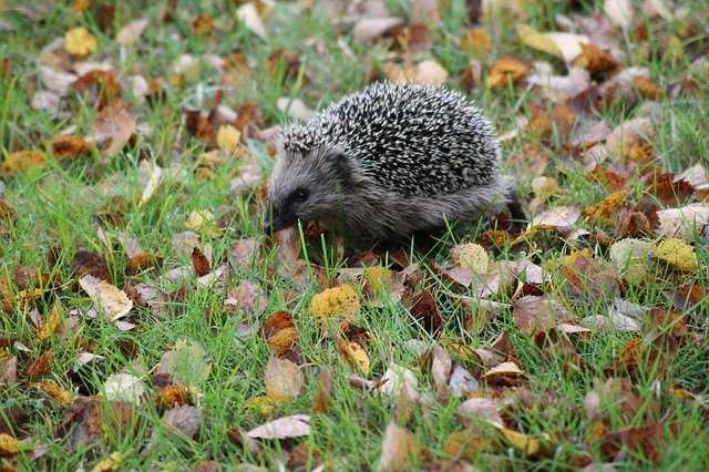 Download gratuito Hedgehog Autumn Spur - foto o immagine gratuita da modificare con l'editor di immagini online di GIMP