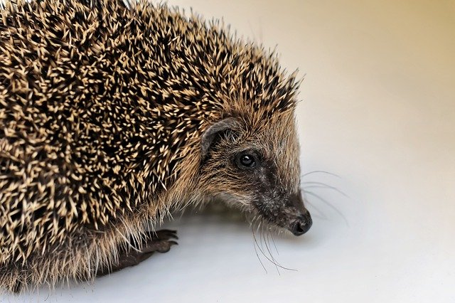 Free download hedgehog child small 240g cute free picture to be edited with GIMP free online image editor