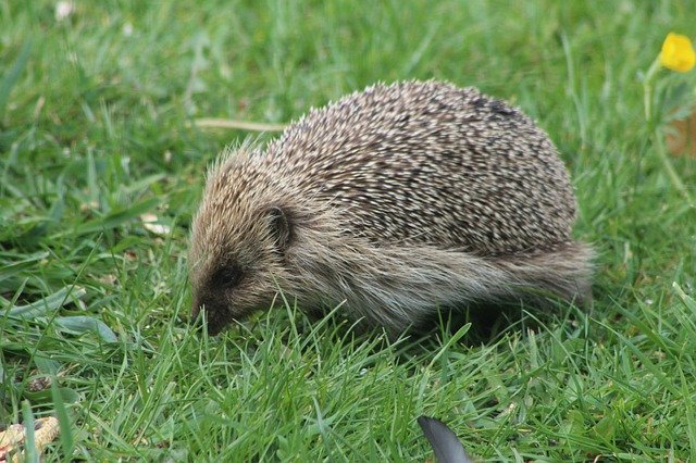 دانلود رایگان Hedgehog Cute Prickly - عکس یا تصویر رایگان قابل ویرایش با ویرایشگر تصویر آنلاین GIMP