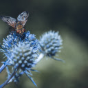 Hedgehog fly insects  screen for extension Chrome web store in OffiDocs Chromium