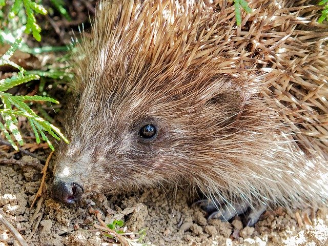 Téléchargement gratuit de Hedgehog Garden Cute - photo ou image gratuite à éditer avec l'éditeur d'images en ligne GIMP