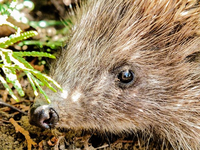 Muat turun percuma Hedgehog Garden Cute Animal - foto atau gambar percuma untuk diedit dengan editor imej dalam talian GIMP