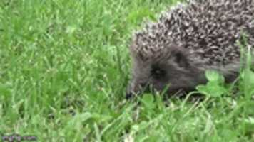 Free download Hedgehog Gifs free photo or picture to be edited with GIMP online image editor