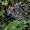 Hedgehog in the bush  screen for extension Chrome web store in OffiDocs Chromium