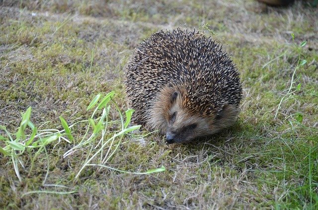Free download Hedgehog Prickly Animal -  free photo or picture to be edited with GIMP online image editor