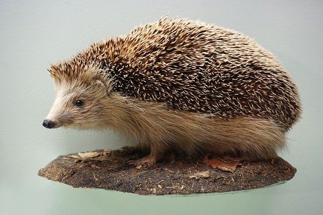 Free download Hedgehog Prickly Museum -  free photo or picture to be edited with GIMP online image editor