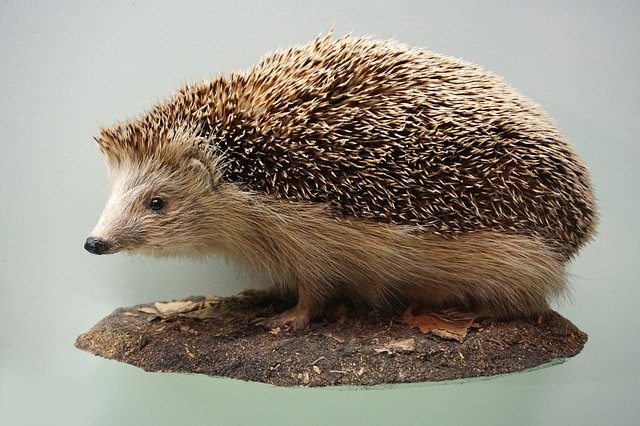 Muat turun percuma Hedgehog Prickly Museum - foto atau gambar percuma untuk diedit dengan editor imej dalam talian GIMP