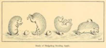 Free download Hedgehog Stealing An Apple (1892) by Francis, J. G. free photo or picture to be edited with GIMP online image editor