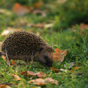 Hedgehog under the tree  screen for extension Chrome web store in OffiDocs Chromium