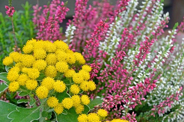 무료 다운로드 Heidekraut Herbst Garten - 무료 사진 또는 김프 온라인 이미지 편집기로 편집할 수 있는 사진