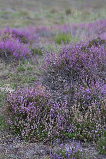 Free download Heide Purple Nature -  free photo or picture to be edited with GIMP online image editor