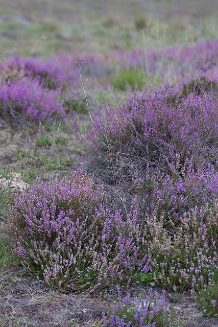 Bezpłatne pobieranie Heide Purple Nature - bezpłatne zdjęcie lub obraz do edycji za pomocą internetowego edytora obrazów GIMP