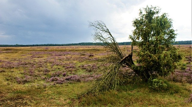 Free picture Heide Tree Cloudy -  to be edited by GIMP free image editor by OffiDocs