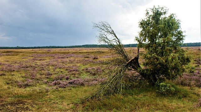 Free download Heide Tree Cloudy -  free photo or picture to be edited with GIMP online image editor