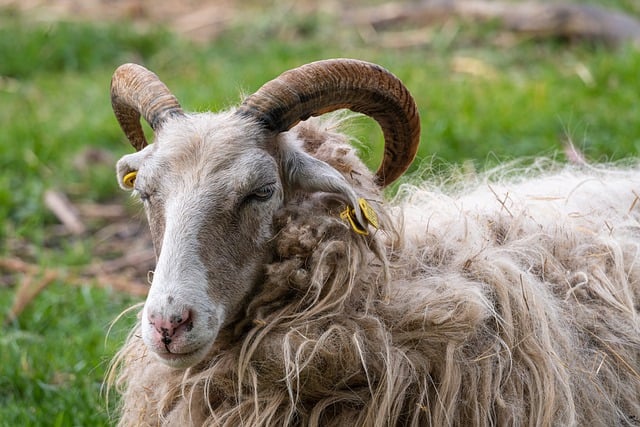 Free download heidschnucke horns sheep portrait free picture to be edited with GIMP free online image editor