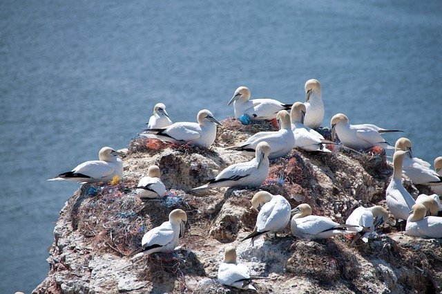 Free download Helgoland Northern Gannet North -  free photo or picture to be edited with GIMP online image editor