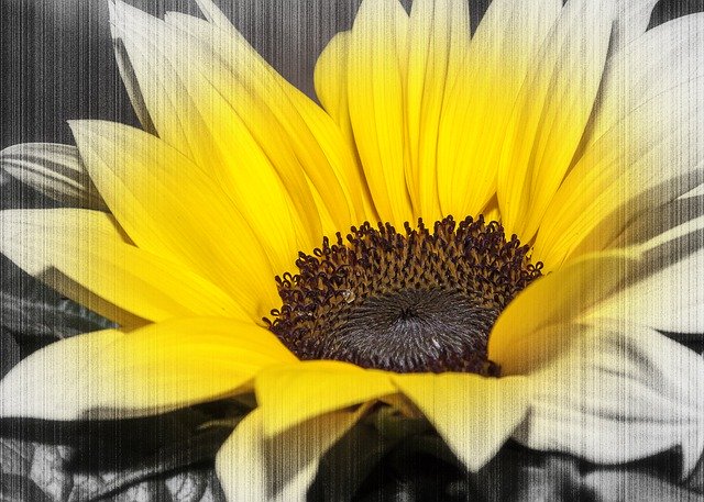 Free download Helianthus Color Key Yellow -  free photo or picture to be edited with GIMP online image editor