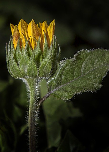 Unduh gratis Helianthus Sunflower Blossom - foto atau gambar gratis untuk diedit dengan editor gambar online GIMP