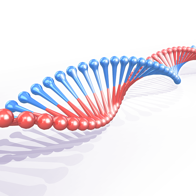Free download Helicoid Genetics Biology Dna -  free illustration to be edited with GIMP free online image editor