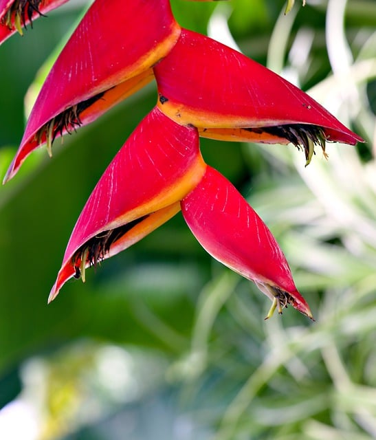 Free download heliconia flower flora nature free picture to be edited with GIMP free online image editor