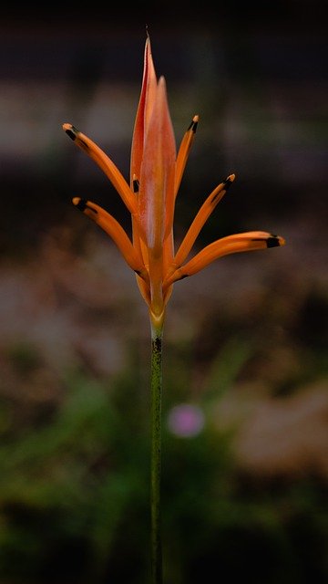 Descargue gratis la imagen gratuita de la planta de flores heliconia psittacorum para editar con el editor de imágenes en línea gratuito GIMP