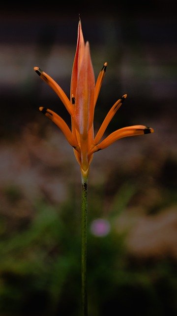 Free download heliconia psittacorum flower plant free picture to be edited with GIMP free online image editor