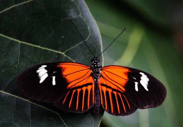 Free download heliconius melpomene butterfly trope free picture to be edited with GIMP free online image editor