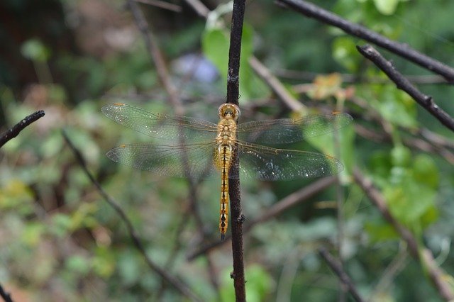 Libreng download Helicopter Fly Nature - libreng larawan o larawan na ie-edit gamit ang GIMP online na editor ng imahe