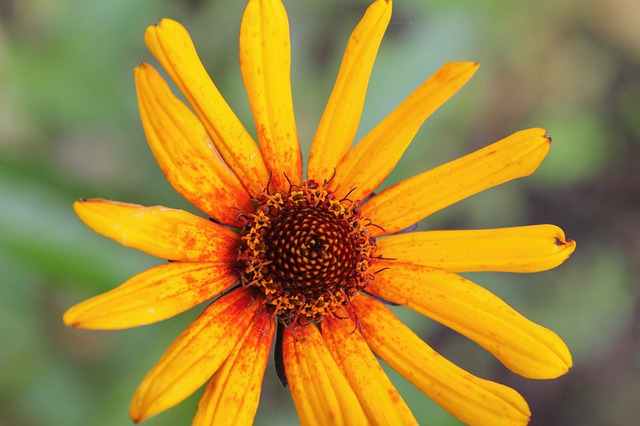 Free download heliopsis false sunflower perennial free picture to be edited with GIMP free online image editor