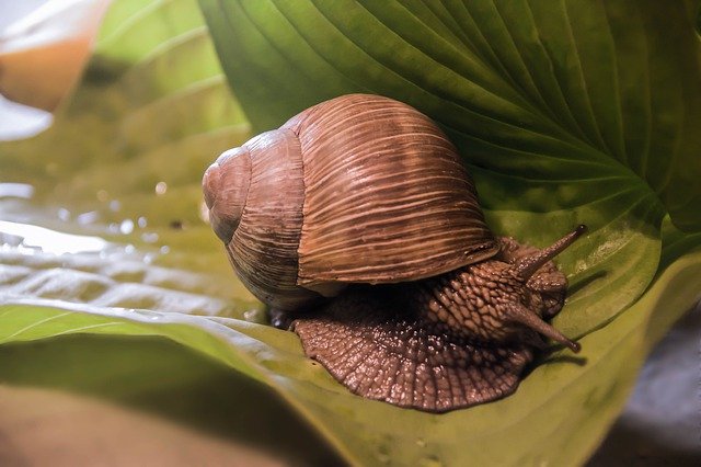 Download grátis Helix Pomatia Nature Clam - foto ou imagem gratuita para ser editada com o editor de imagens online GIMP