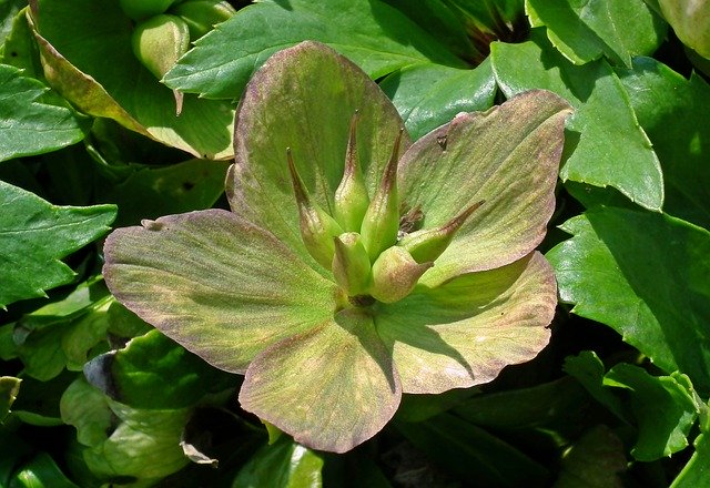 Descarga gratuita Hellebore Flower Garden: foto o imagen gratuita para editar con el editor de imágenes en línea GIMP