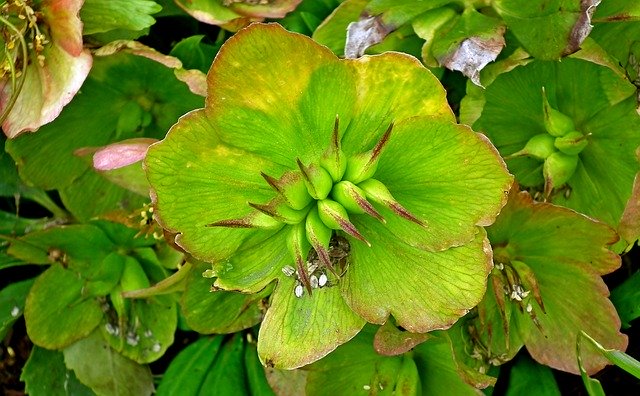 Kostenloser Download Hellebore Flower Seeds - kostenloses Foto oder Bild zur Bearbeitung mit GIMP Online-Bildbearbeitung