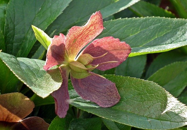 Free download Hellebore Flowers Garden -  free free photo or picture to be edited with GIMP online image editor