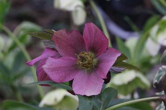 免费下载 Hellebore Pink Christmas Flower - 可使用 GIMP 在线图像编辑器编辑的免费照片或图片