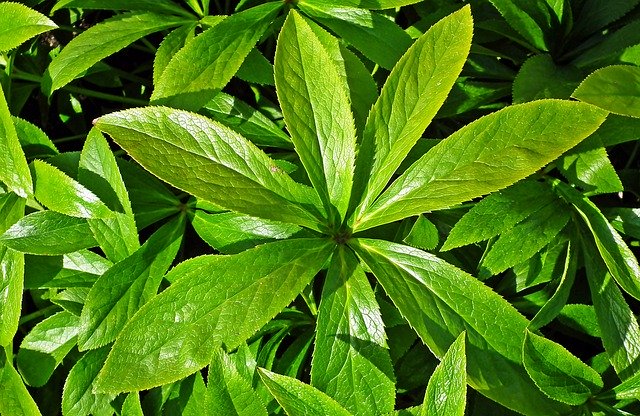 Muat turun percuma Hellebore Plant Foliage - foto atau gambar percuma untuk diedit dengan editor imej dalam talian GIMP